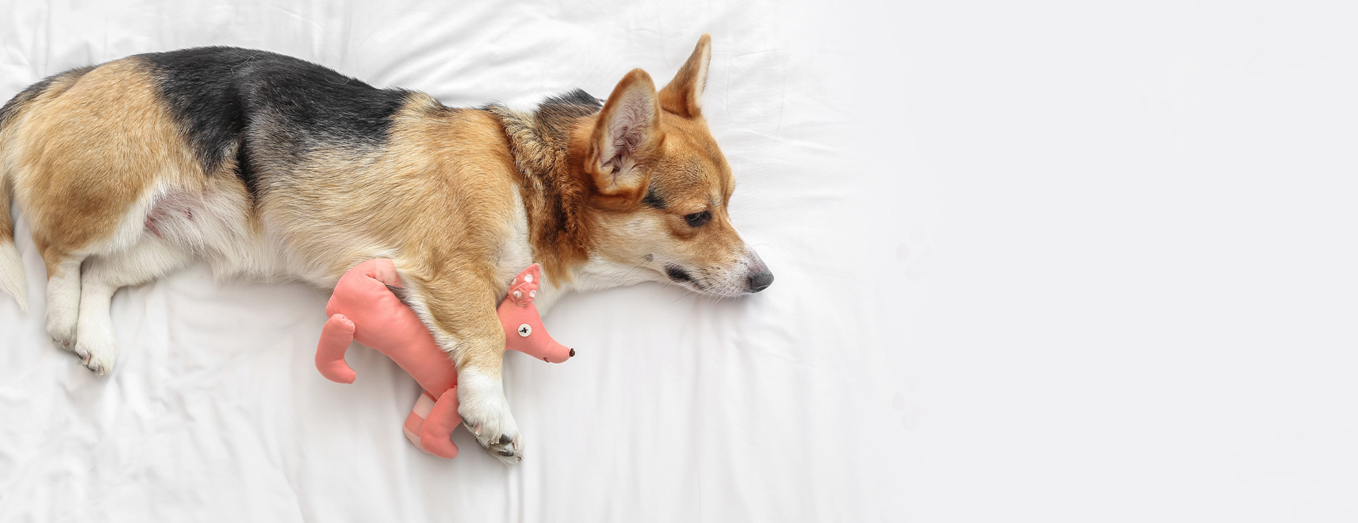 Dog wearing pink rubber duckies on a white background